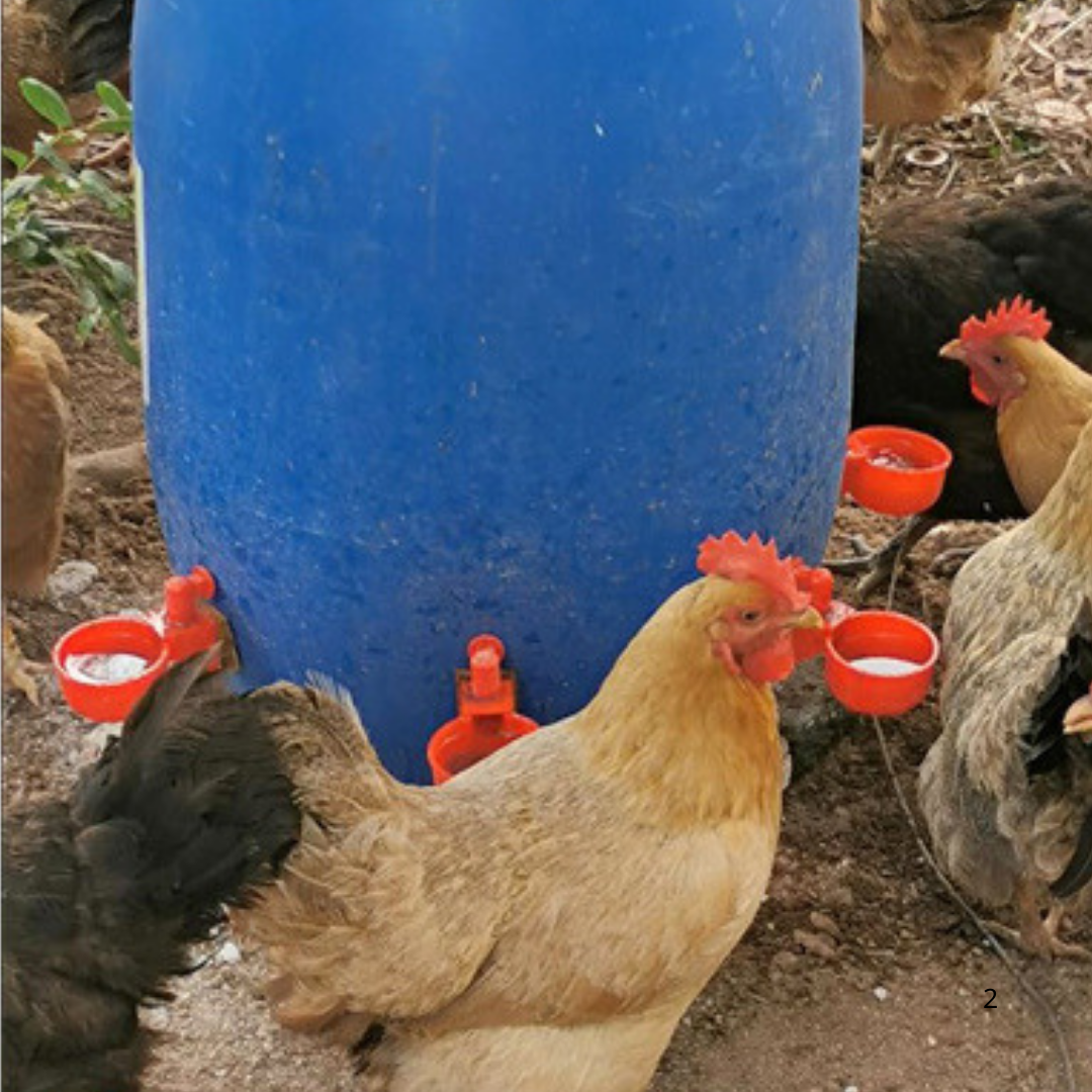 Abbeveratoio Automatico Per Pollame (Per Galline E Uccelli) - Include Una Sega A Tazza