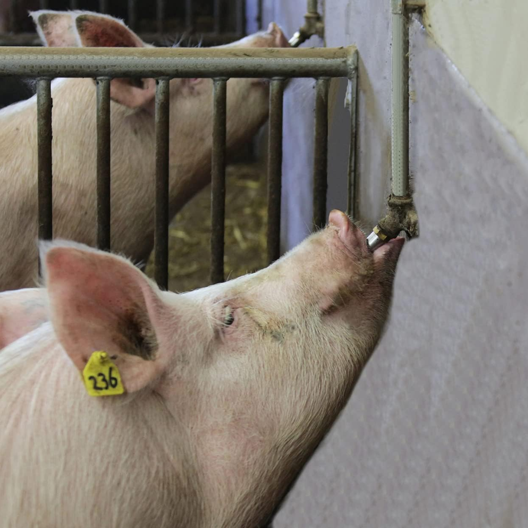 Abbeveratoio Automatico in Acciaio Inox 304 – Risparmio d’Acqua, Stalla Asciutta e Animali Più Sani