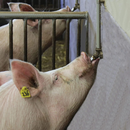 Abbeveratoio Automatico in Acciaio Inox 304 – Risparmio d’Acqua, Stalla Asciutta e Animali Più Sani