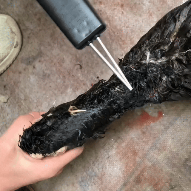 Spelatrice per pollame portatile – rimuove tutte le piume in pochi minuti